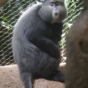 Tropical Forest - Blue Monkey