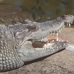 The Islands - Philippine Crocodile