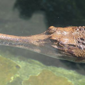 The Islands - Tomistoma