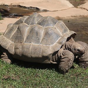 The Islands - Aldabra Tortoise