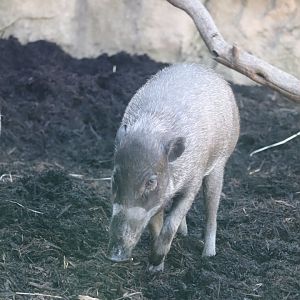 The Islands - Visayan Warty Pig