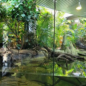 Slender-snouted crocodile exhibit -Réserve Africaine de Sigean (2022)