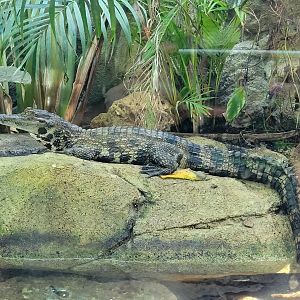 Slender-snouted crocodile -Réserve Africaine de Sigean (2022)