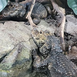 Dwarf crocodile -Réserve Africaine de Sigean (2022)