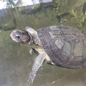 Helmeted turtle -Réserve Africaine de Sigean (2022)