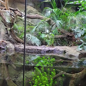 Nile monitor exhibit -Réserve Africaine de Sigean (2022)