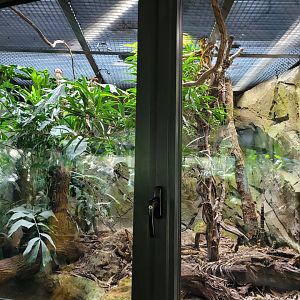 Dumeril's boa and Madagascar giant day gecko exhibit -Réserve Africaine de Sigean (2022)