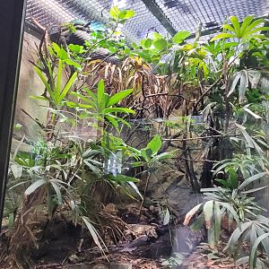 Panther chameleon exhibit -Réserve Africaine de Sigean (2022)