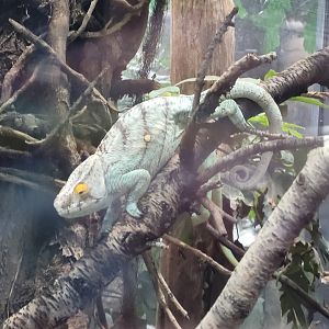 Parson's chameleon -Réserve Africaine de Sigean (2022)