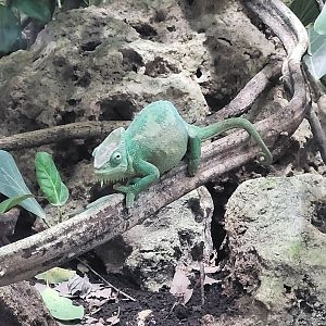 Four-horned chameleon -Réserve Africaine de Sigean (2022)