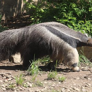 Jungle Odyssey - Giant Anteater