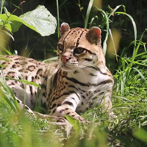 Jungle Odyssey - Ocelot
