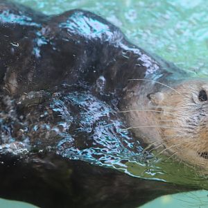 Waters Edge - Sea Otter