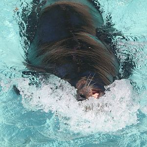 Kids Kingdom - California Sea Lion