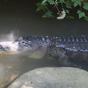 Kids Kingdom - American Alligator