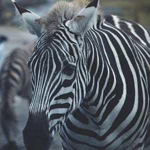 Burchell's Zebra