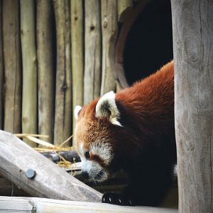Red Panda