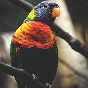 Rainbow Lorikeet