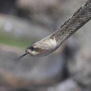 Worlds of Discovery - Black-Tailed Rattlesnake