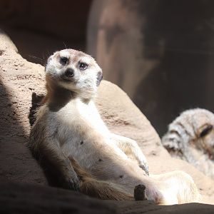 Worlds of Discovery - Meerkat