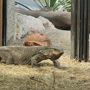 Black-throated monitor and African spurred tortoise -Réserve Africaine de Sigean (2022)