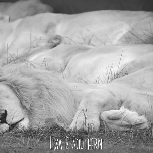 white lions