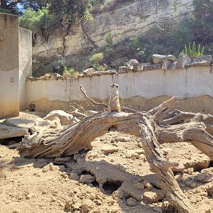 Meerkat exhibit -Réserve Africaine de Sigean (2022)