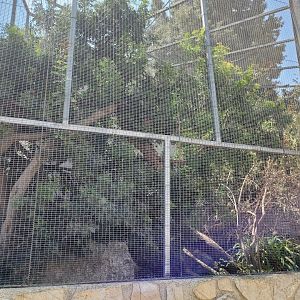 Common green iguana exhibit -Réserve Africaine de Sigean (2022)