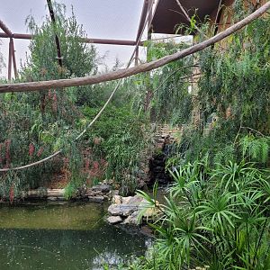 American alligator and African bird aviary -Réserve Africaine de Sigean (2022)