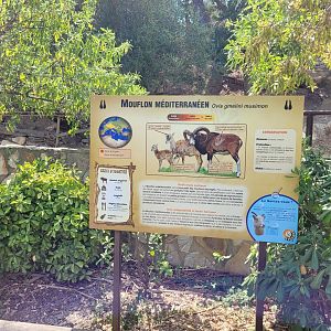 European mouflon sign -Réserve Africaine de Sigean (2022)