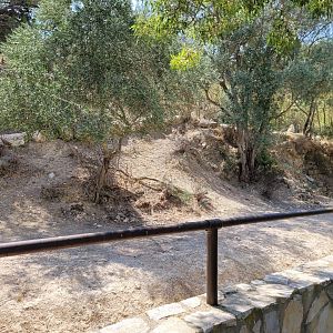 European mouflon exhibit -Réserve Africaine de Sigean (2022)