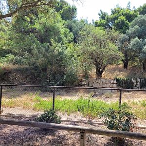 Greater rhea exhibit -Réserve Africaine de Sigean (2022)