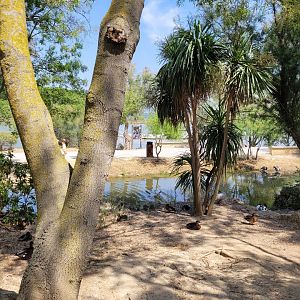 Waterfowl cannal -Réserve Africaine de Sigean (2022)