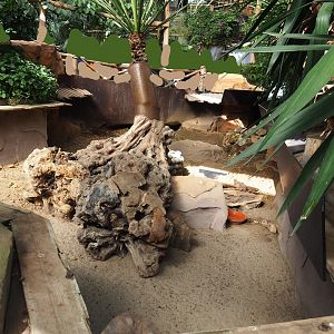 Oasis - Black-tailed prairie dog exhibit, 2022-06-28