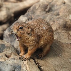 Black-tailed prairie dog (Cynomys ludovicianus), 2022-06-28