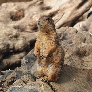 Black-tailed prairie dog (Cynomys ludovicianus), 2022-06-28
