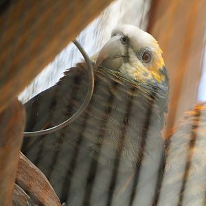 Saint Vincent amazon (Amazona guildingii), 2022-06-28