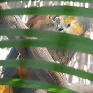 Saint Vincent amazon (Amazona guildingii), 2022-06-28