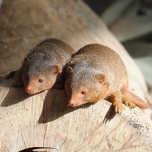 Dwarf mongooses (Helogale parvula), 2022-06-28