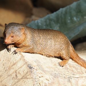 Dwarf mongoose (Helogale parvula), 2022-06-28