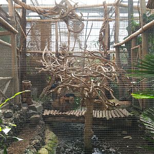 Oasis - Palm cockatoo aviary, 2022-06-28