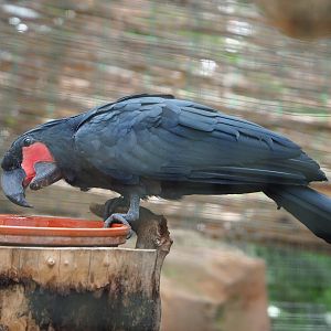 Palm cockatoo (Probosciger aterrimus), 2022-06-28
