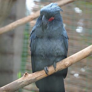 Palm cockatoo (Probosciger aterrimus), 2022-06-28