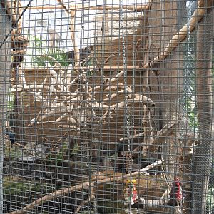 Oasis - Palm cockatoo aviary, 2022-06-28