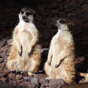 Meerkats (Suricata suricatta), 2022-06-28