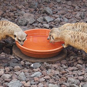 Drinking Meerkats (Suricata suricatta), 2022-06-28