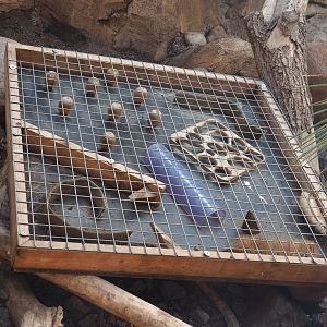 Enrichment box for meerkats, 2022-06-28