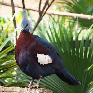 Sclater`s crowned pigeon (Goura sclateri), 2022-06-28