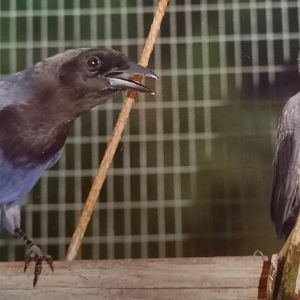 Purplish jay with chick