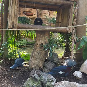 Sclater`s crowned pigeon (Goura sclateri) and White-faced saki (Pithecia pithecia), 2022-06-28